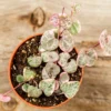 Variegated String Of Hearts Plant Live, Live String Of Hearts Plant, Live Plant Indoor String Of Hearts, Succulent Plant