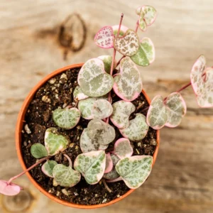 Variegated String Of Hearts Plant Live, Live String Of Hearts Plant, Live Plant Indoor String Of Hearts, Succulent Plant