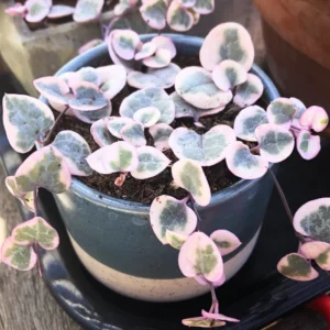 Variegated String Of Hearts Plant Live, Live String Of Hearts Plant, Live Plant Indoor String Of Hearts, Succulent Plant
