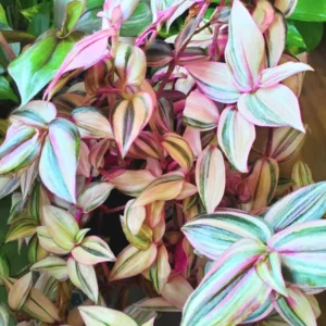 Wandering Jew Live Plant, Tradescantia Zebrina Live Plant 2 Inches Potted, Tradescantia Live Plant, Vine House Plant Indoor Live