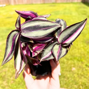 Wandering Jew Live Plant, Tradescantia Zebrina Live Plant 2 Inches Potted, Tradescantia Live Plant, Vine House Plant Indoor Live