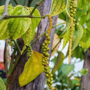 Piper Nigrum Plant Live, 4 to 6 Inches Tall, Black Pepper Plant Tree Live For Garden