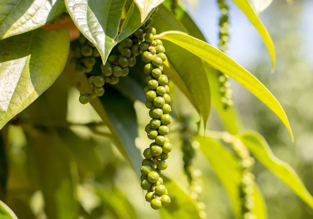 Black_pepper_plants