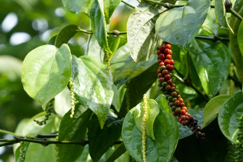 harvesting black pepper, pepper corns