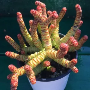 Crassula Succulent Live Plant - Unique Variety in a 4-Inch Pot, Ideal for Indoor or Outdoor Decor