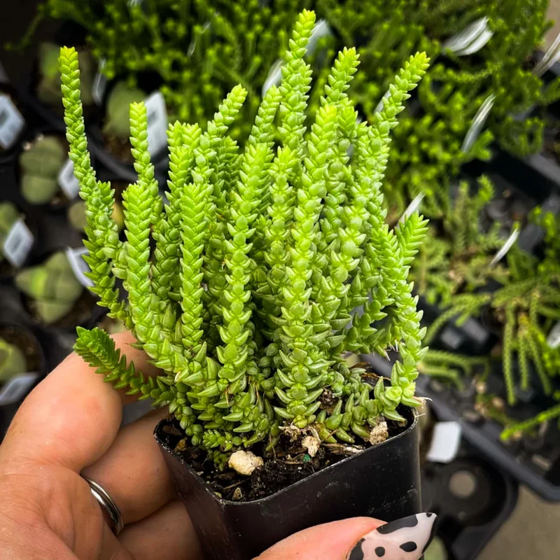 Crassula Succulents Plants Live, Rare Succulent Live Plant, Houseplant Indoor Outdoor 2 Inch Pot