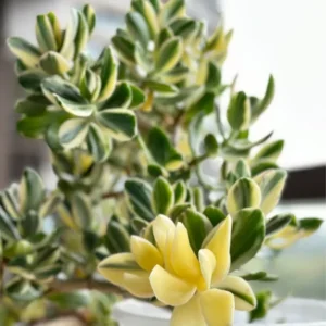 Crassula Succulents Plants Live, Rare Succulent Live Plant, Houseplant Indoor Outdoor 2 Inch Pot