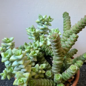 Crassula Succulents Plants Live, Rare Succulent Live Plant, Houseplant Indoor Outdoor 2 Inch Pot