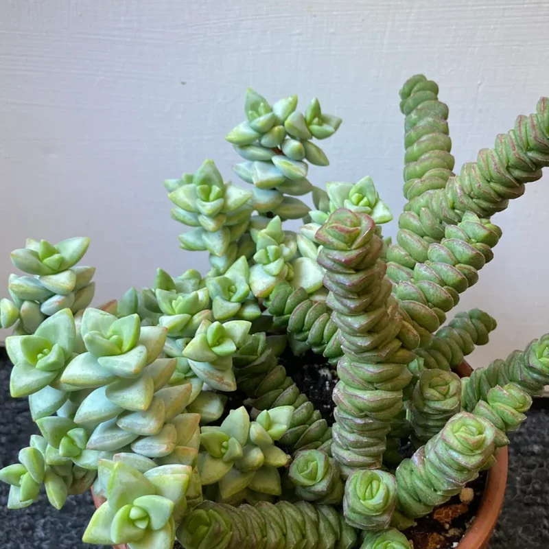 Crassula Succulents Plants Live, Rare Succulent Live Plant, Houseplant Indoor Outdoor 2 Inch Pot