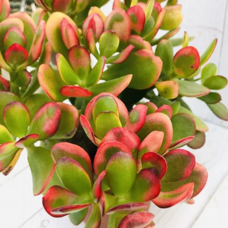 Crassula Succulent Live Plant - Unique Variety in a 4-Inch Pot, Ideal for Indoor or Outdoor Decor