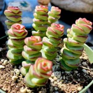 Crassula Succulent Live Plant - Unique Variety in a 4-Inch Pot, Ideal for Indoor or Outdoor Decor