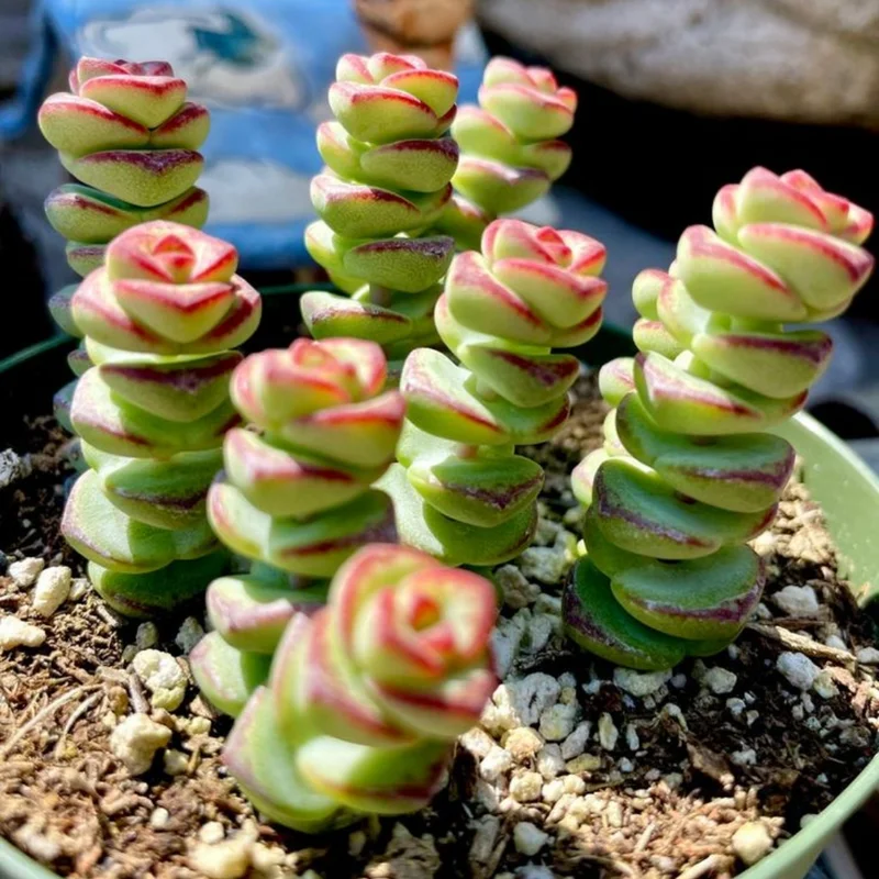Crassula Succulent Live Plant - Unique Variety in a 4-Inch Pot, Ideal for Indoor or Outdoor Decor