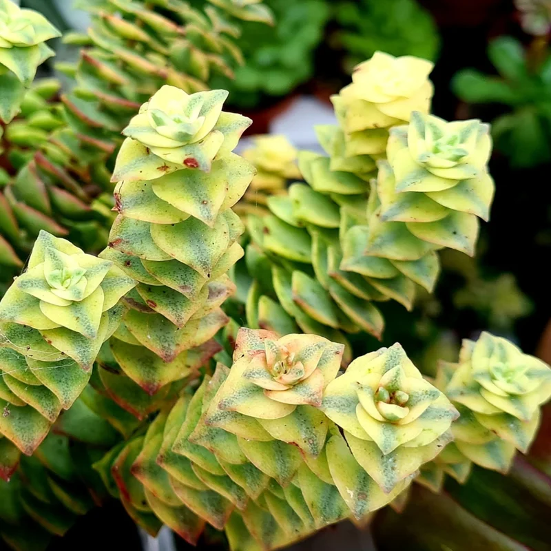 Crassula Succulent Live Plant - Unique Variety in a 4-Inch Pot, Ideal for Indoor or Outdoor Decor