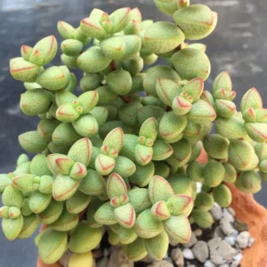 Crassula Succulent Live Plant - Unique Variety in a 4-Inch Pot, Ideal for Indoor or Outdoor Decor