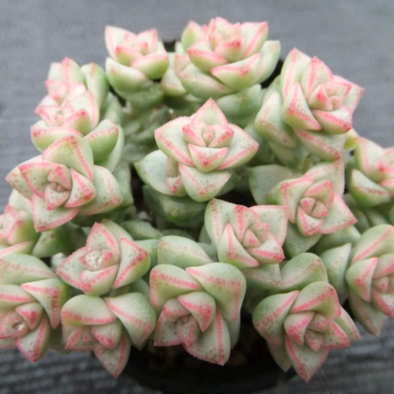 Crassula Succulents Plants Live, Rare Succulent Live Plant, Houseplant Indoor Outdoor 2 Inch Pot