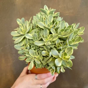 Crassula Succulent Live Plant - Unique Variety in a 4-Inch Pot, Ideal for Indoor or Outdoor Decor