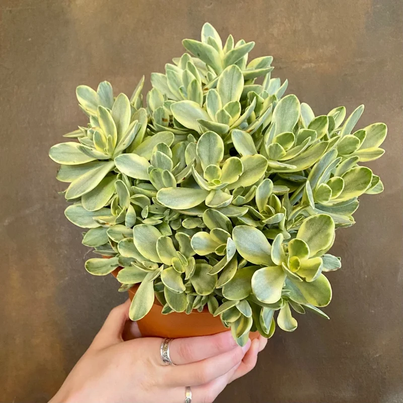 Crassula Succulent Live Plant - Unique Variety in a 4-Inch Pot, Ideal for Indoor or Outdoor Decor