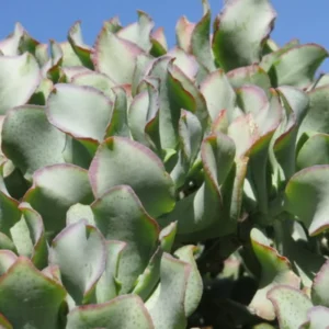 Crassula Succulent Live Plant - Unique Variety in a 4-Inch Pot, Ideal for Indoor or Outdoor Decor