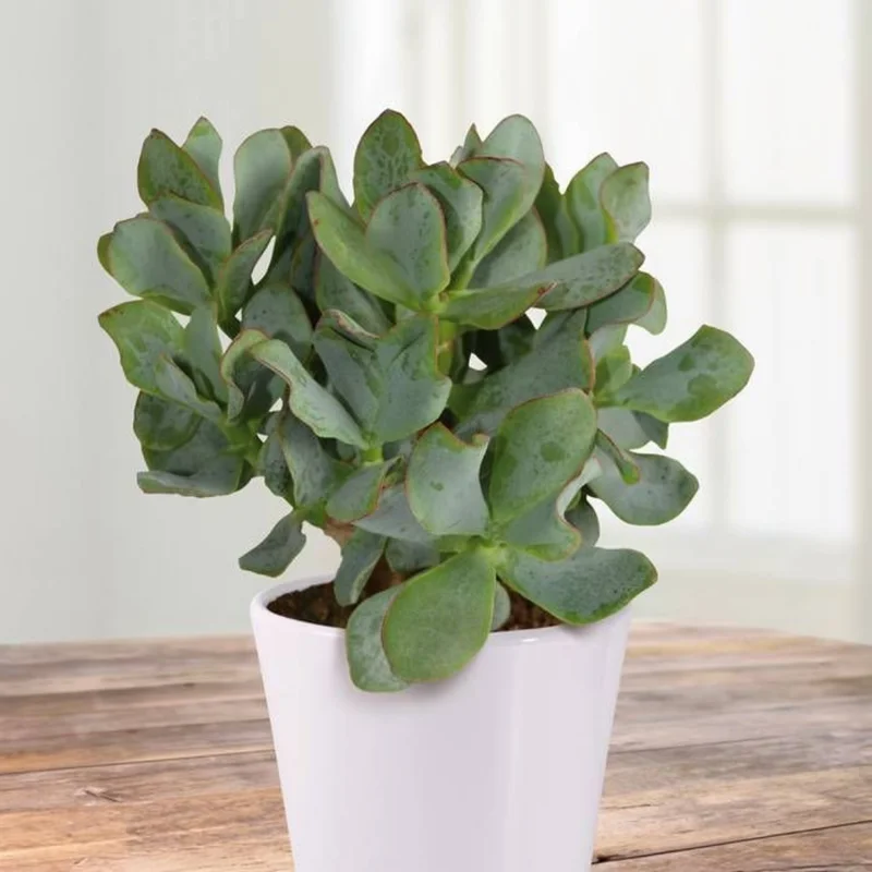 Crassula Succulents Plants Live, Rare Succulent Live Plant, Houseplant Indoor Outdoor 2 Inch Pot