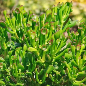 Crassula Succulents Plants Live, Rare Succulent Live Plant, Houseplant Indoor Outdoor 2 Inch Pot