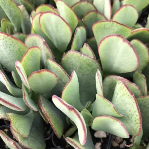 Crassula Succulent Live Plant - Unique Variety in a 4-Inch Pot, Ideal for Indoor or Outdoor Decor