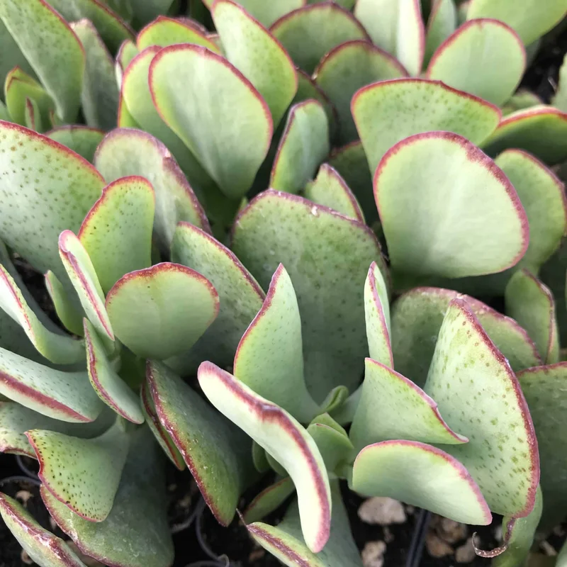 Crassula Succulent Live Plant - Unique Variety in a 4-Inch Pot, Ideal for Indoor or Outdoor Decor