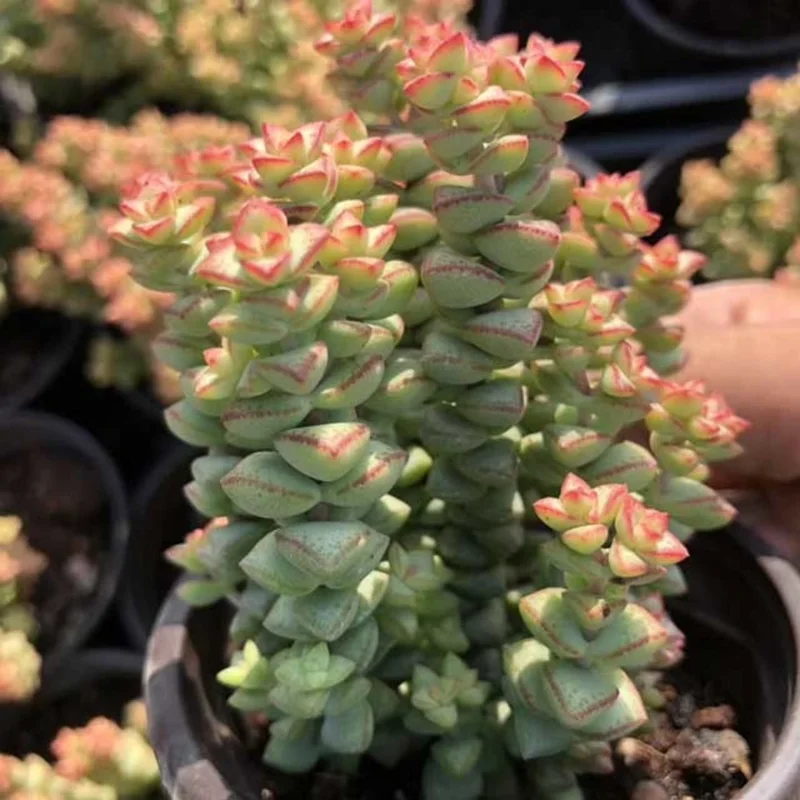 Crassula Succulents Plants Live, Rare Succulent Live Plant, Houseplant Indoor Outdoor 2 Inch Pot