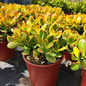 Crassula Succulent Live Plant - Unique Variety in a 4-Inch Pot, Ideal for Indoor or Outdoor Decor