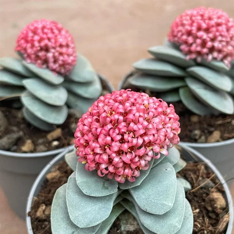 Crassula Succulent Live Plant - Unique Variety in a 4-Inch Pot, Ideal for Indoor or Outdoor Decor