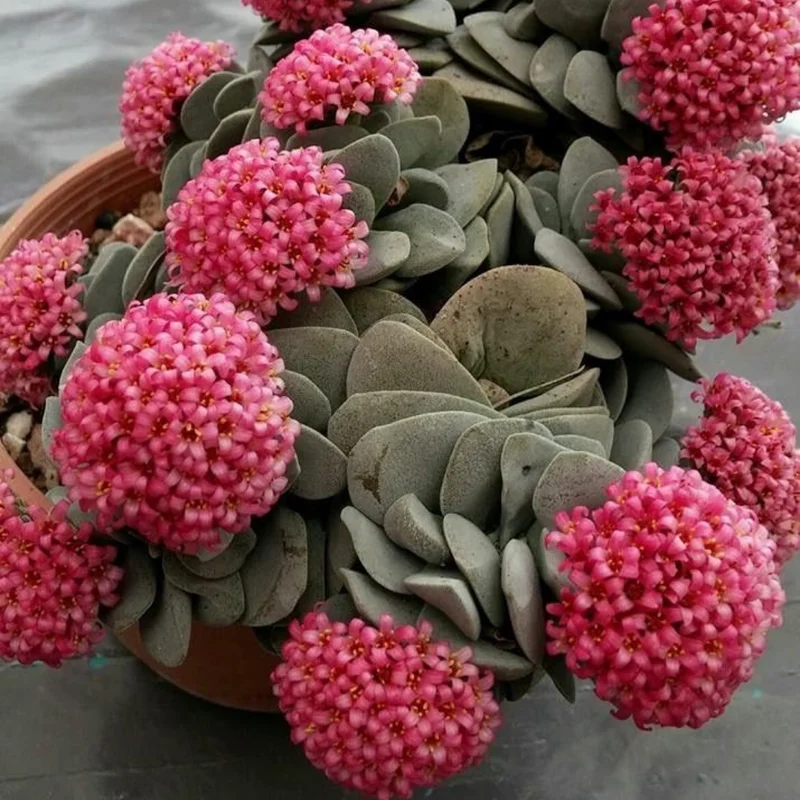 Crassula Succulent Live Plant - Unique Variety in a 4-Inch Pot, Ideal for Indoor or Outdoor Decor