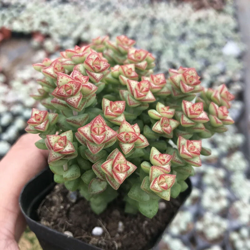 Crassula Succulent Live Plant - Unique Variety in a 4-Inch Pot, Ideal for Indoor or Outdoor Decor