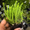 Crassula Succulents Plants Live for Planting, Rare Succulent Live Plant, Houseplant Indoor Outdoor 2 Inch Pot - Crassula Watchchain