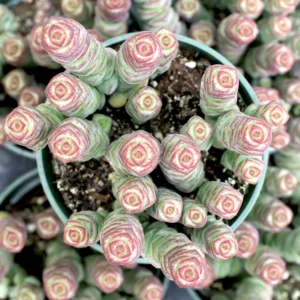Crassula Succulents Plants Live for Planting, Rare Succulent Live Plant, Houseplant Indoor Outdoor 2 Inch Pot - Necklace Crassula Rupestris