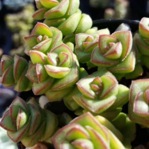 Crassula Succulents Plants Live for Planting, Rare Succulent Live Plant, Houseplant Indoor Outdoor 2 Inch Pot - Necklace Crassula Rupestris