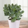 Crassula Succulents Plants Live for Planting, Rare Succulent Live Plant, Houseplant Indoor Outdoor 2 Inch Pot - Crassula arborescens