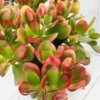 Crassula Succulents Plants Live for Planting, Rare Succulent Live Plant, Houseplant Indoor Outdoor 2 Inch Pot - Crassula Ovata Tricolor