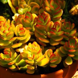 Crassula Succulents Plants Live for Planting, Rare Succulent Live Plant, Houseplant Indoor Outdoor 2 Inch Pot - Crassula Ovata Tricolor