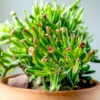 Crassula Succulents Plants Live for Planting, Rare Succulent Live Plant, Houseplant Indoor Outdoor 2 Inch Pot - Crassula Ovata Gollum