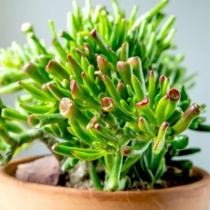 Crassula Succulents Plants Live for Planting, Rare Succulent Live Plant, Houseplant Indoor Outdoor 2 Inch Pot - Crassula Ovata Gollum