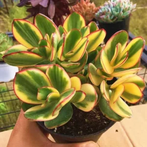 Crassula Succulents Plants Live for Planting, Rare Succulent Live Plant, Houseplant Indoor Outdoor 2 Inch Pot - Crassula Ovata Tricolor