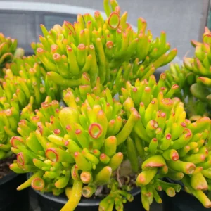 Crassula Succulents Plants Live for Planting, Rare Succulent Live Plant, Houseplant Indoor Outdoor 2 Inch Pot - Crassula Ovata Gollum