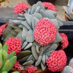 Crassula Succulents Plants Live for Planting, Rare Succulent Live Plant, Houseplant Indoor Outdoor 2 Inch Pot - Morgan’s beauty crassula