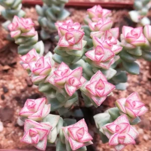 Crassula Succulents Plants Live for Planting, Rare Succulent Live Plant, Houseplant Indoor Outdoor 2 Inch Pot - Variegated Tom Thumb Crassula Pastel