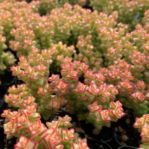 Crassula Succulents Plants Live for Planting, Rare Succulent Live Plant, Houseplant Indoor Outdoor 2 Inch Pot - Variegated Tom Thumb Crassula Pastel