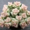 Crassula Succulents Plants Live for Planting, Rare Succulent Live Plant, Houseplant Indoor Outdoor 2 Inch Pot - Variegated Tom Thumb Crassula Pastel