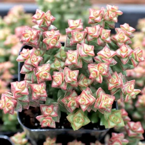 Crassula Succulents Plants Live for Planting, Rare Succulent Live Plant, Houseplant Indoor Outdoor 2 Inch Pot - Variegated Tom Thumb Crassula Pastel