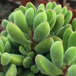 Crassula Succulents Plants Live for Planting, Rare Succulent Live Plant, Houseplant Indoor Outdoor 2 Inch Pot - Crassula Rogersii