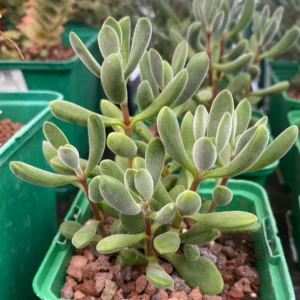 Crassula Succulents Plants Live for Planting, Rare Succulent Live Plant, Houseplant Indoor Outdoor 2 Inch Pot - Crassula Rogersii