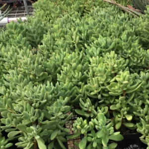 Crassula Succulents Plants Live for Planting, Rare Succulent Live Plant, Houseplant Indoor Outdoor 2 Inch Pot - Crassula Rogersii