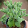 Crassula Succulents Plants Live for Planting, Rare Succulent Live Plant, Houseplant Indoor Outdoor 2 Inch Pot - Crassula Rogersii